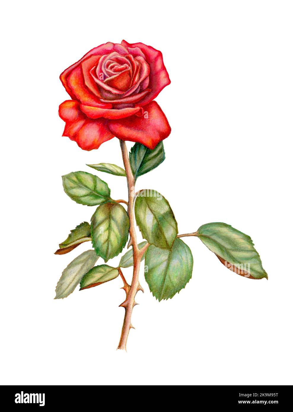 Dibujo a lápiz de color de una rosa roja, ilustración tradicional sobre papel. Foto de stock