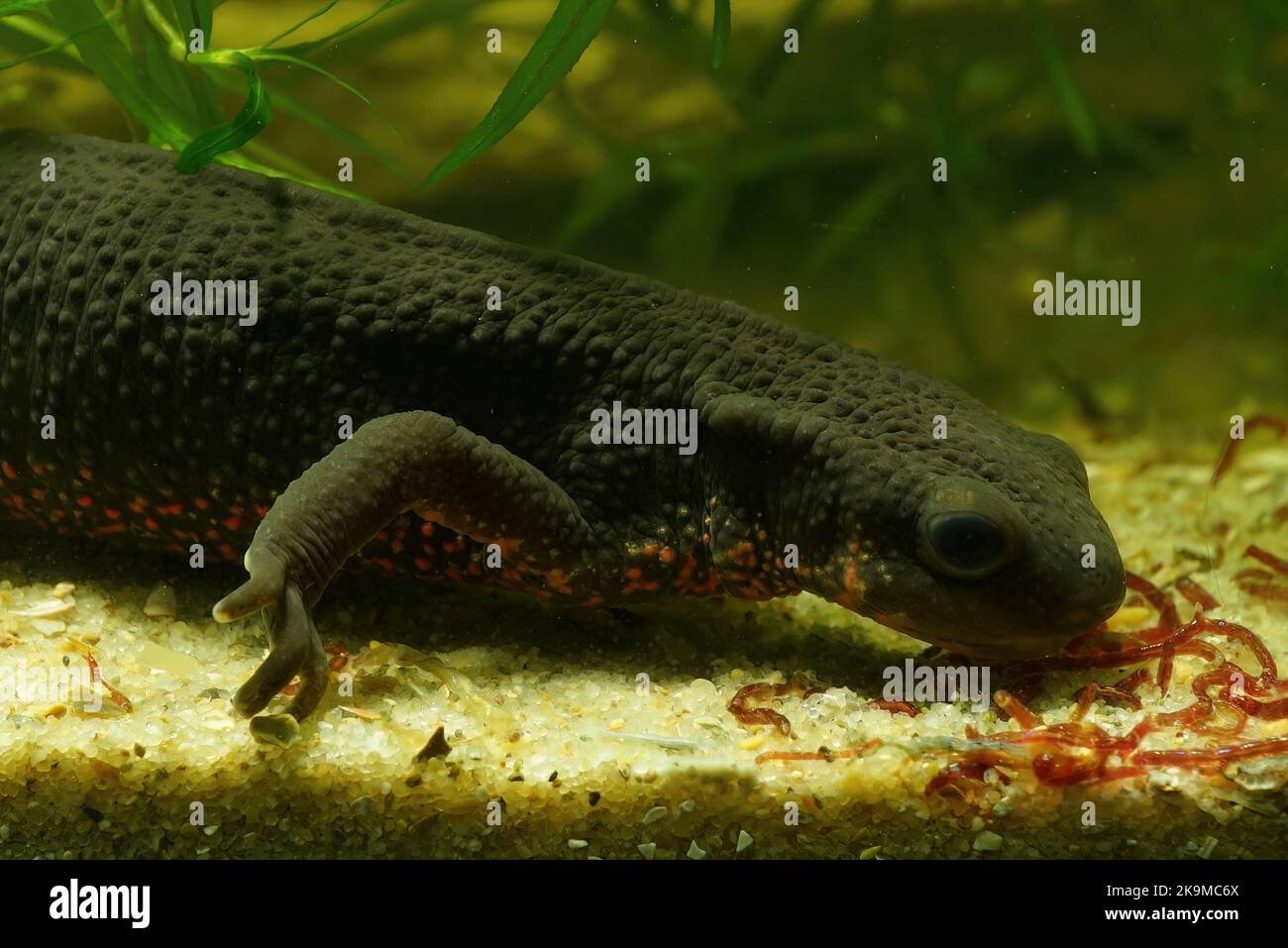 Detalle de primer plano en una hembra acuática japonesa fuego bellied newt , Cynops pyrrrhogaster, alimentándose de los gusanos de sangre rojos Foto de stock