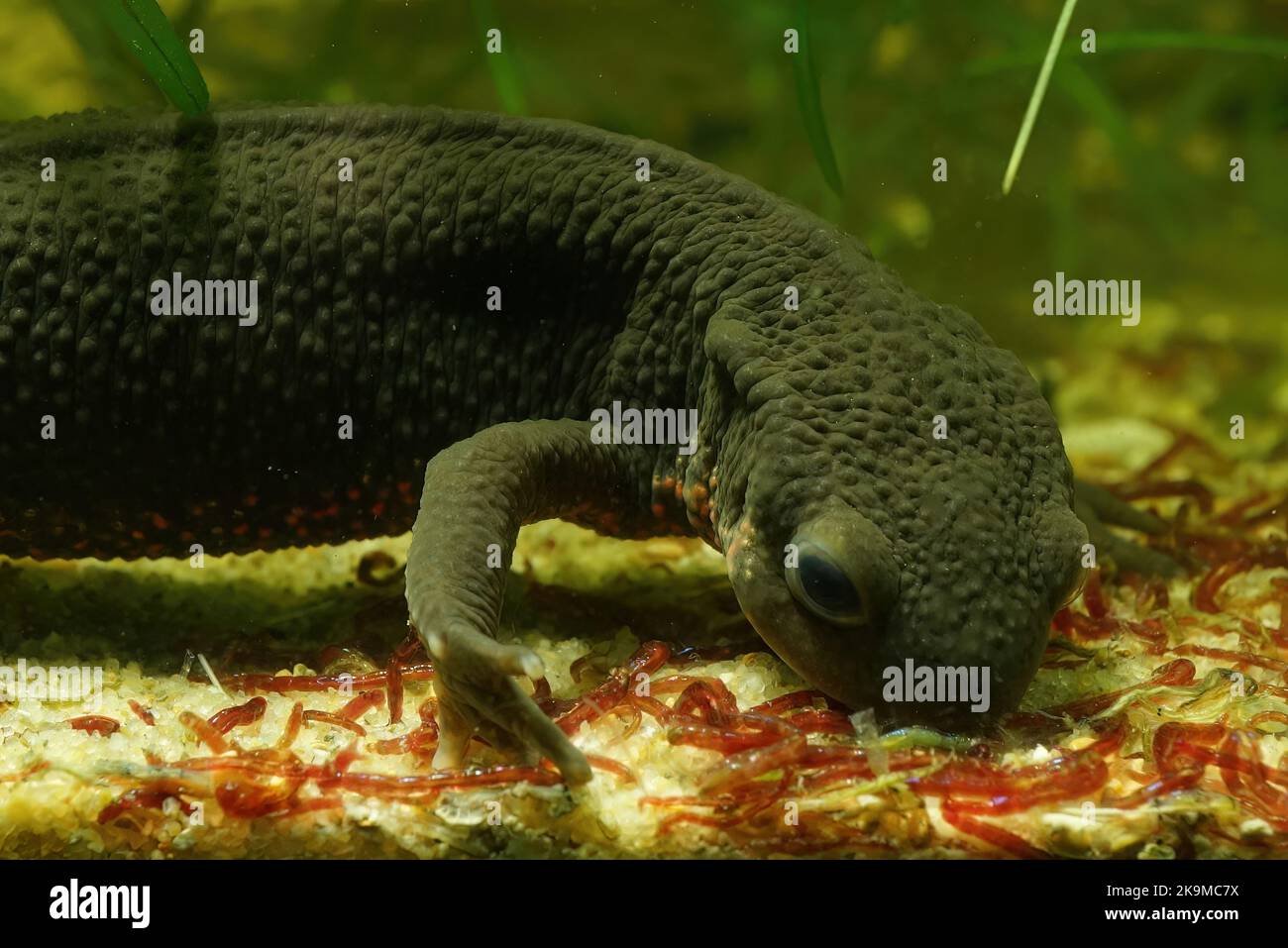 Detalle de primer plano en una hembra acuática japonesa fuego bellied newt , Cynops pyrrrhogaster, alimentándose de los gusanos de sangre rojos Foto de stock