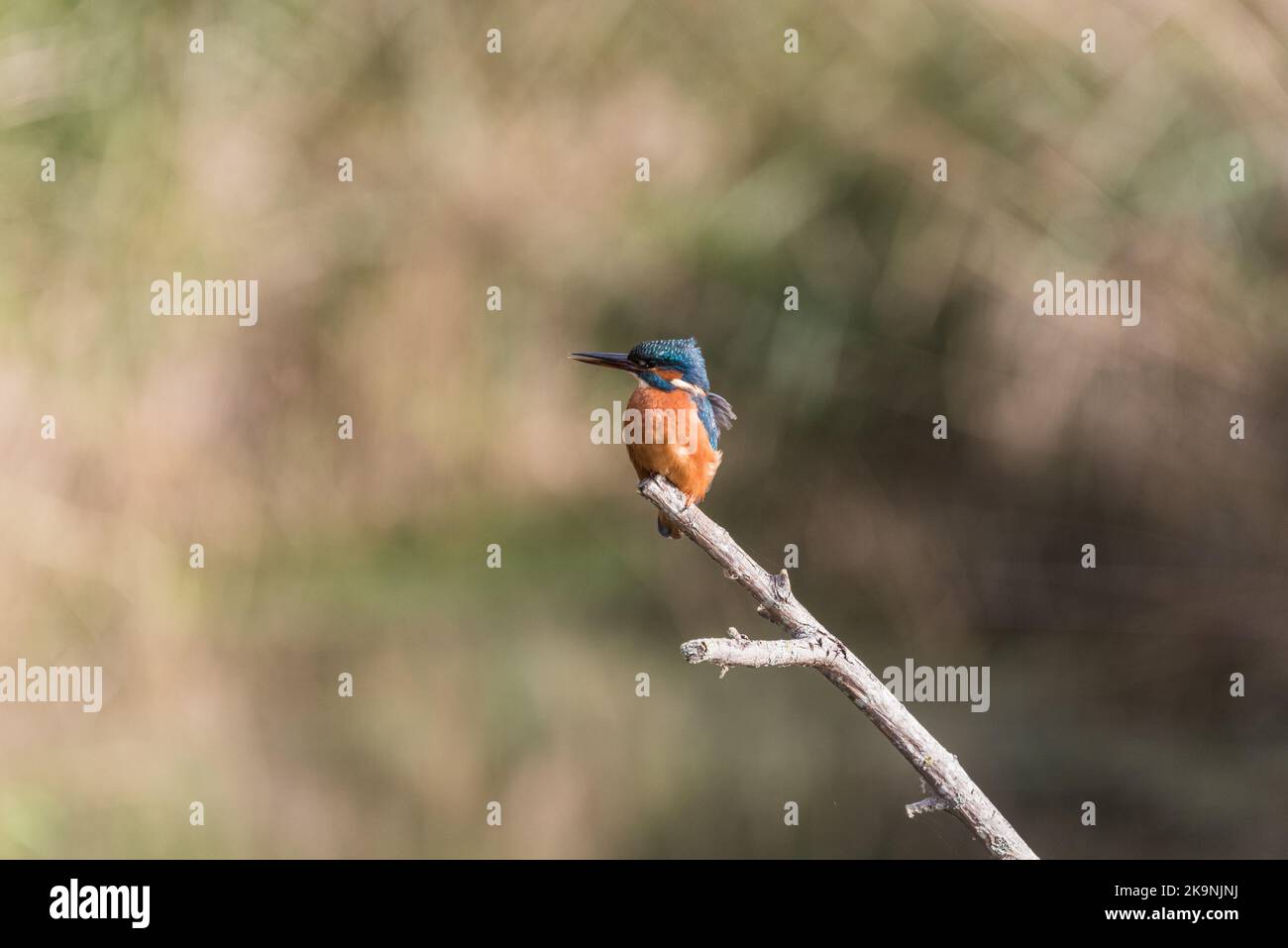 Kingfisher encaramado (Alcedo atthis) Foto de stock