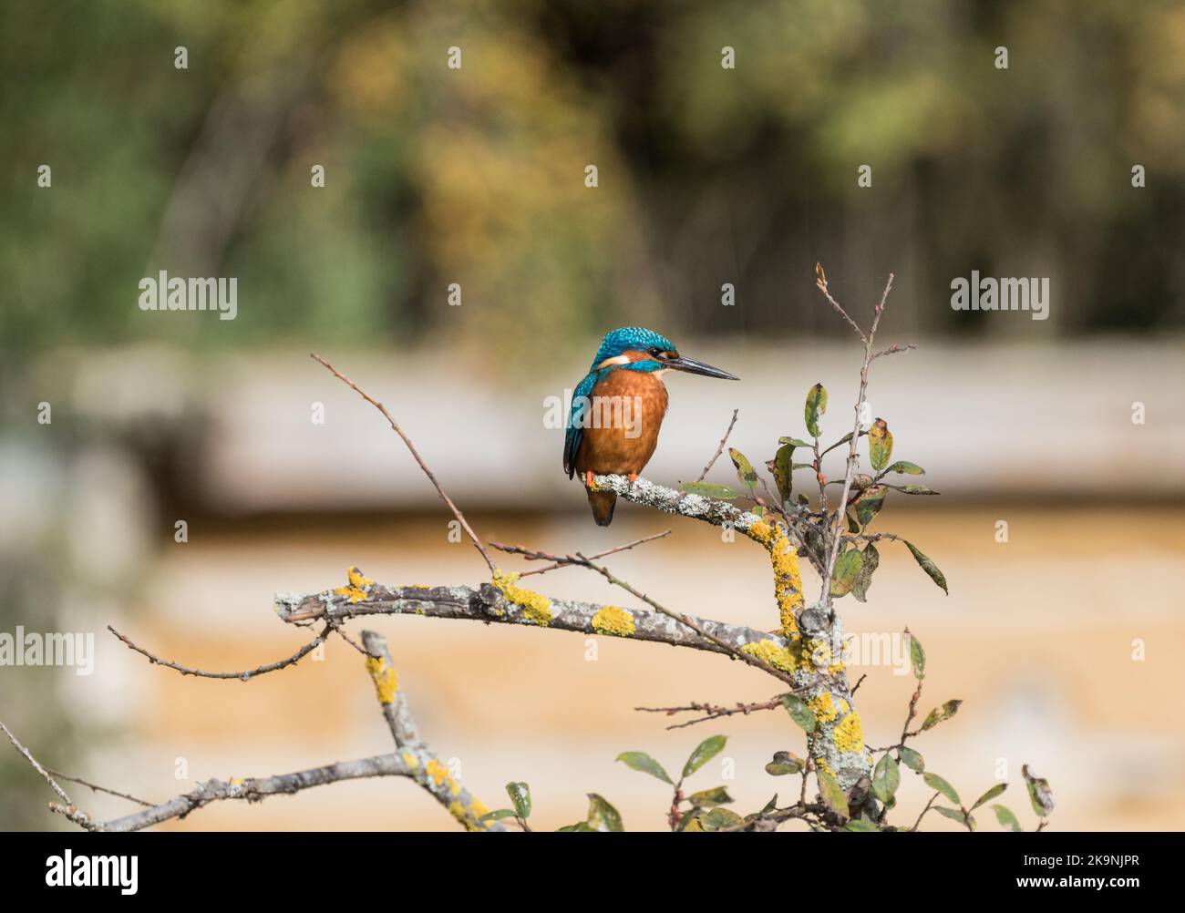 Kingfisher encaramado (Alcedo atthis) Foto de stock