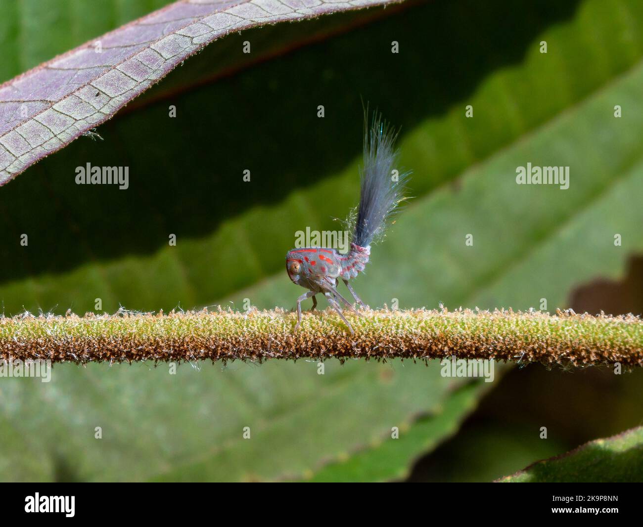Una colorida niñera con cola peluda, es una ninfa de leafhopper (Hemiptera) en la familia Nogodinidae. Amazonas, Brasil Foto de stock