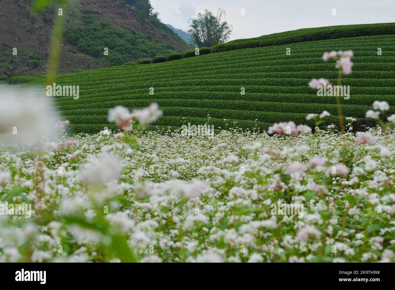 Green Tea Field en Moc Chau, Vietnam - una vista desde el campo de flores de buckwheats Foto de stock