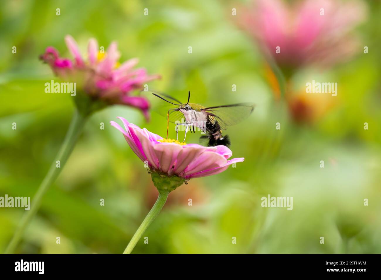 Primer plano de una hermosa mariposa (Pellucid Hawk Moth) sentado una licencia / flor durante la primavera en un día soleado Foto de stock