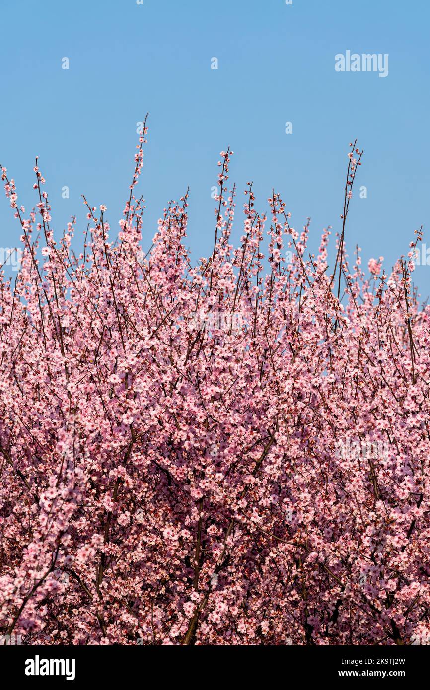 Flor de cerezo rosa en flor durante la primavera con más flores en el fondo Foto de stock