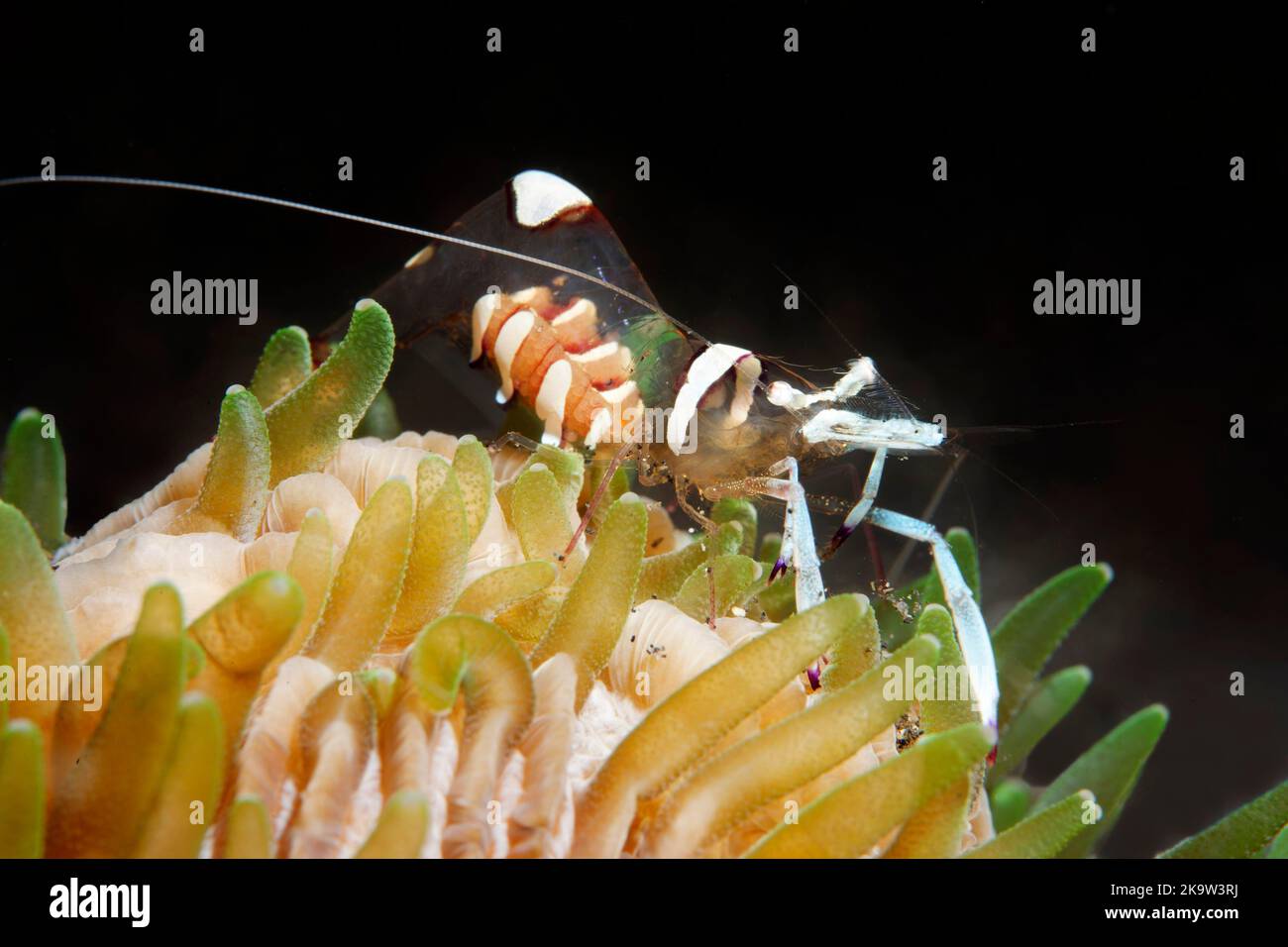 El magnífico camarón anémona (Periclimenes magnificus) vive en asociación con los hongos de coral (Fungiidae), el Océano Pacífico, la Gran Barrera de Coral, la UNESCO Foto de stock