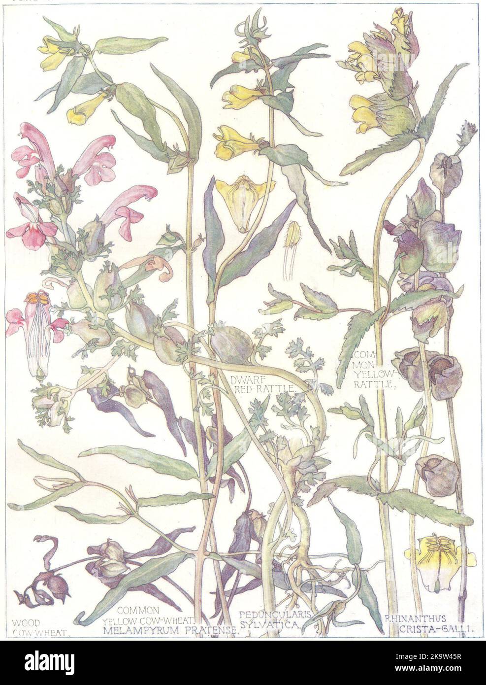 FIGWORTS.Scrophulariaceae. Amarillo, Melocotín rojo enano; Madera, Trigo amarillo de vaca 1907 Foto de stock