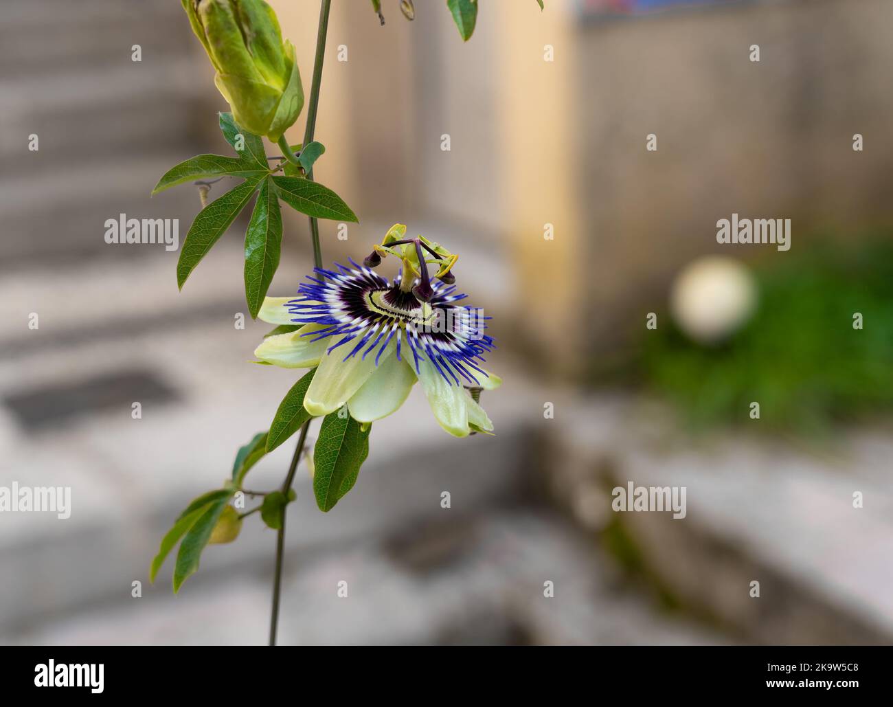 Enredadera de flores fotografías e imágenes de alta resolución - Página 12  - Alamy