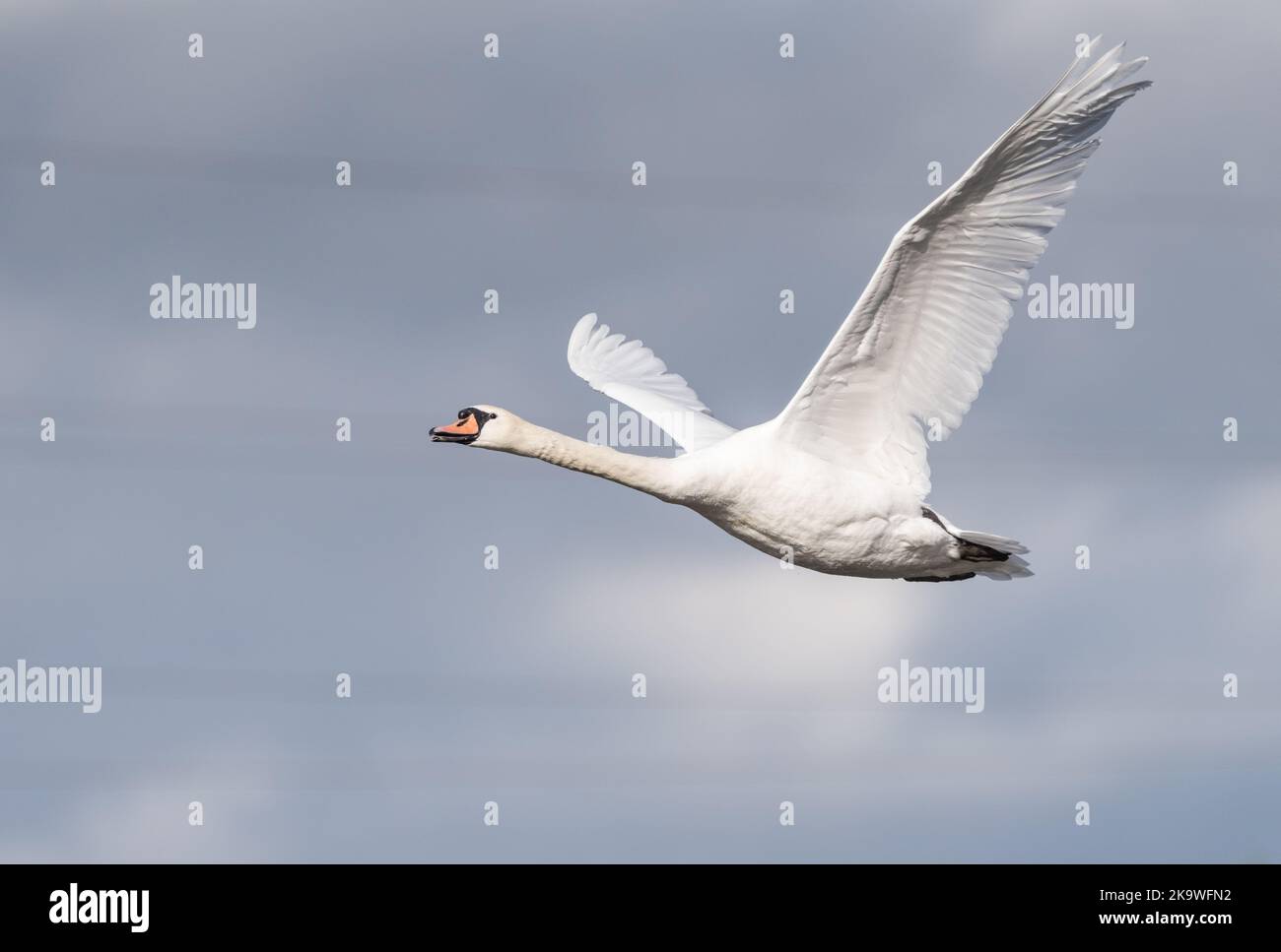 Flying Cisne (Cygnus olor) Foto de stock