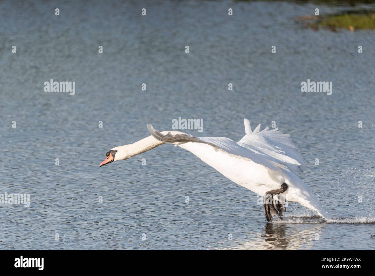 Flying Cisne (Cygnus olor) Foto de stock