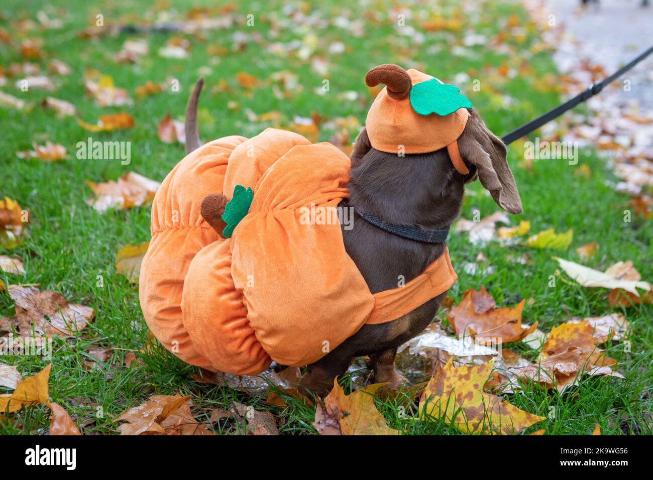 Un perro vestido como una calabaza en el Hyde Park Saushion Walk anual, en  Hyde Park, Londres, mientras los dachshunds y sus propietarios se reúnen  para celebrar la temporada de Halloween, con