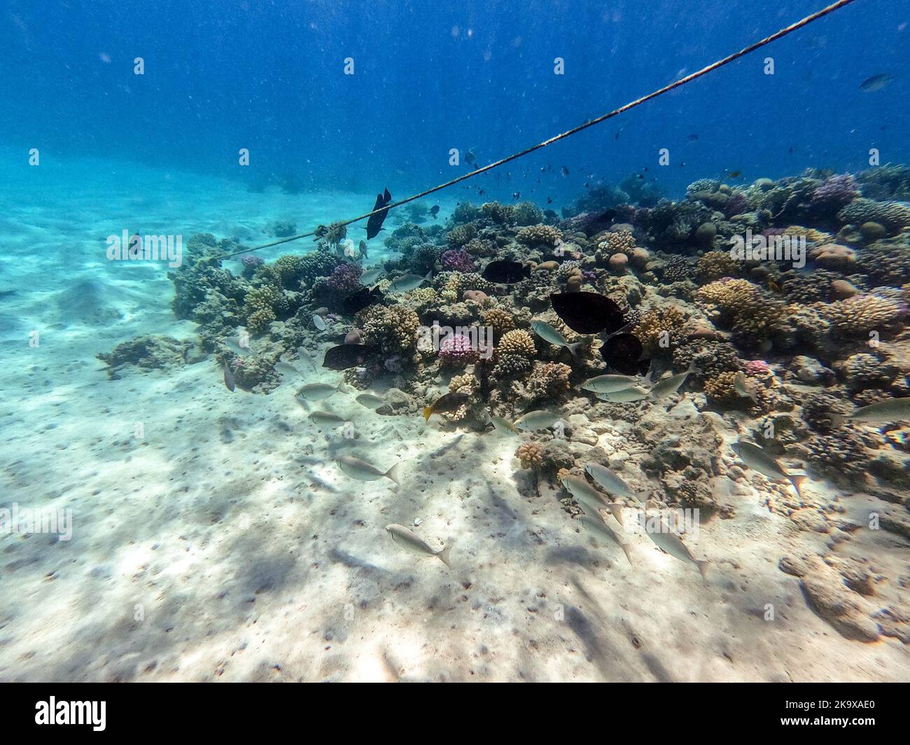 Chorizo de sargos o dorada blanca conocido como el pez diplodus Sargus bajo el agua en el arrecife de coral. Vida submarina de arrecife con corales y peces tropicales Foto de stock