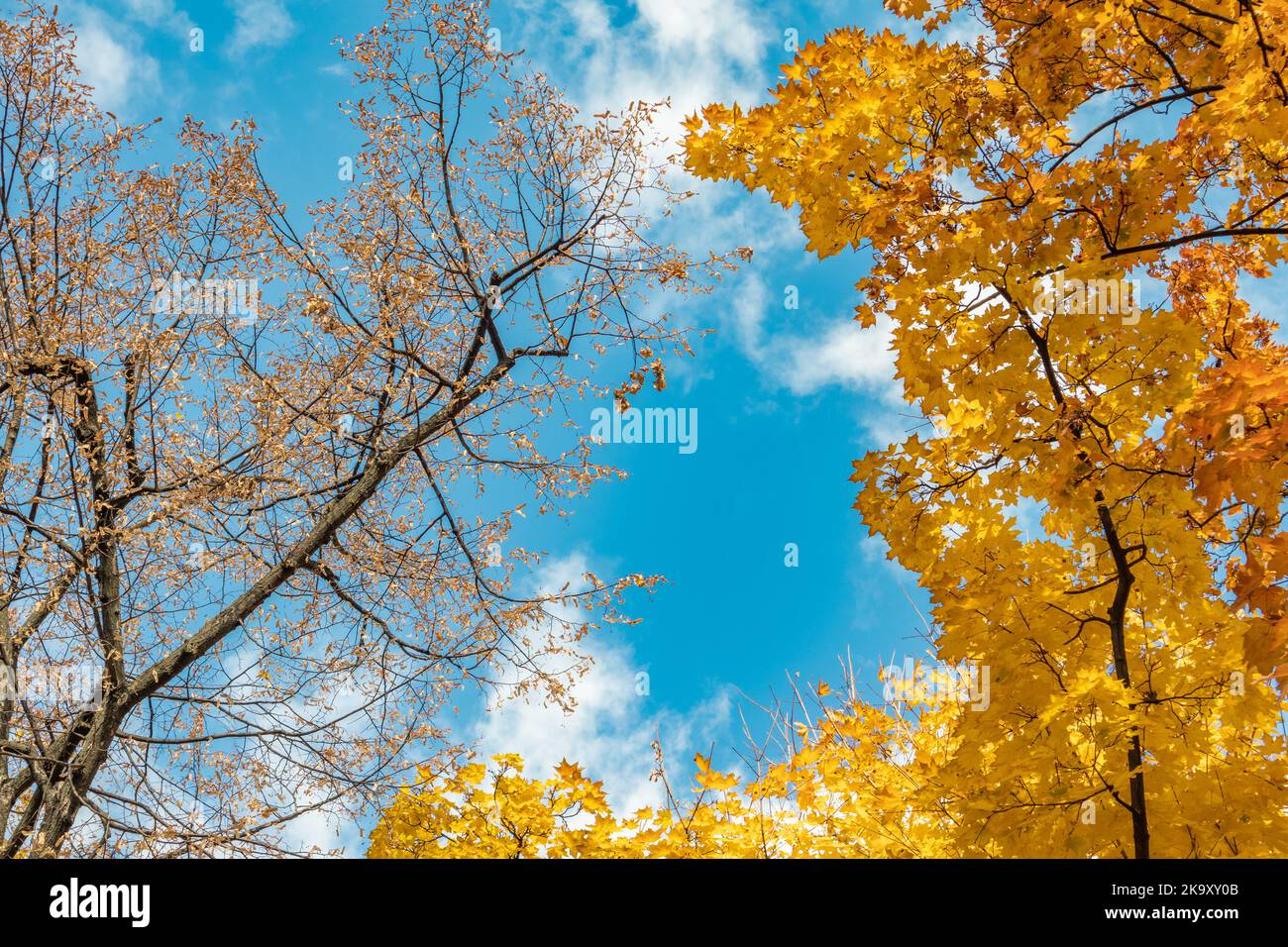 Temporada dorada de otoño mira hacia arriba. Ramas de árboles con hojas amarillas en el cielo azul con nubes, fondo natural otoñal del bosque Foto de stock