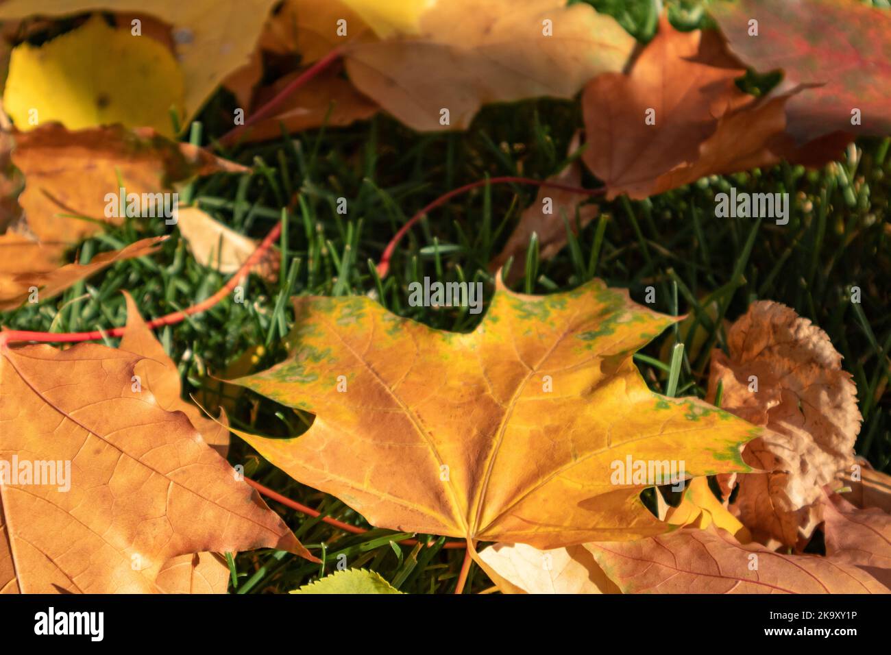 Hojas de arce de colores caídos de cerca en otoño tumbadas sobre hierba verde en el parque de la ciudad. Vibraciones otoñales de fondo de temporada Foto de stock
