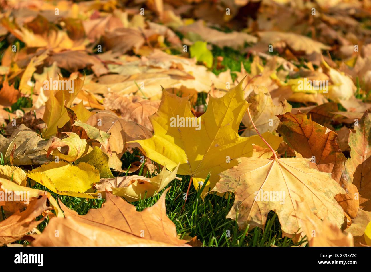 Hojas de arce amarillo caído de cerca en otoño tumbadas sobre hierba verde en el parque de la ciudad. Vibraciones otoñales de fondo de temporada Foto de stock