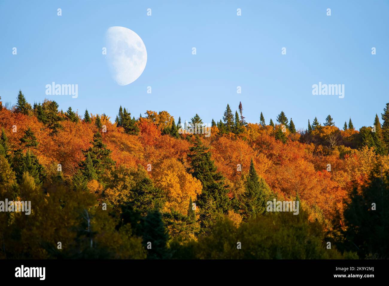 Salida de la luna sobre un colorido bosque otoñal del norte en Canadá Foto de stock