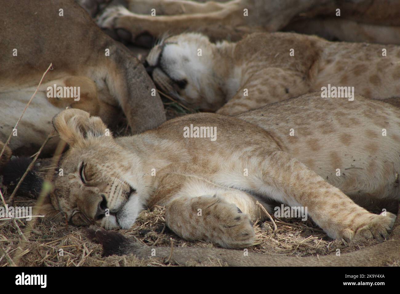 Cachorros de león durmiendo fotografías e imágenes de alta resolución -  Alamy