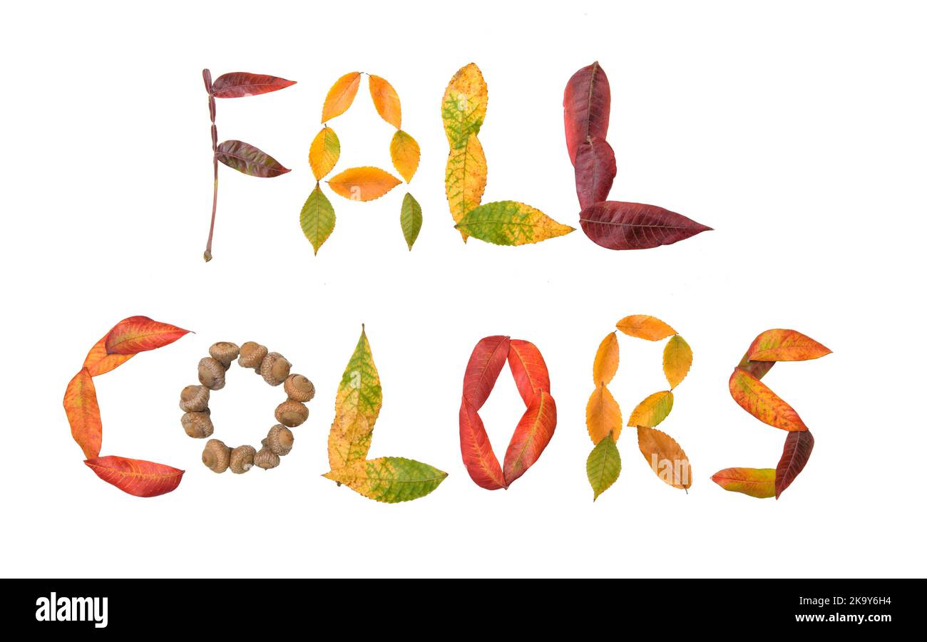 Colores otoñales -texto escrito en coloridas hojas otoñales y bellotas; aislado en blanco Foto de stock