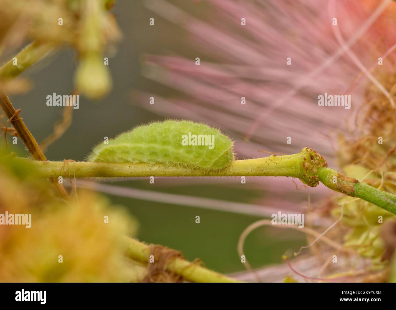 Diminuta oruga verde de mariposa gris Hairstreak en un tallo floral de un árbol de seda persa, con una flor rosa difusa en el fondo Foto de stock