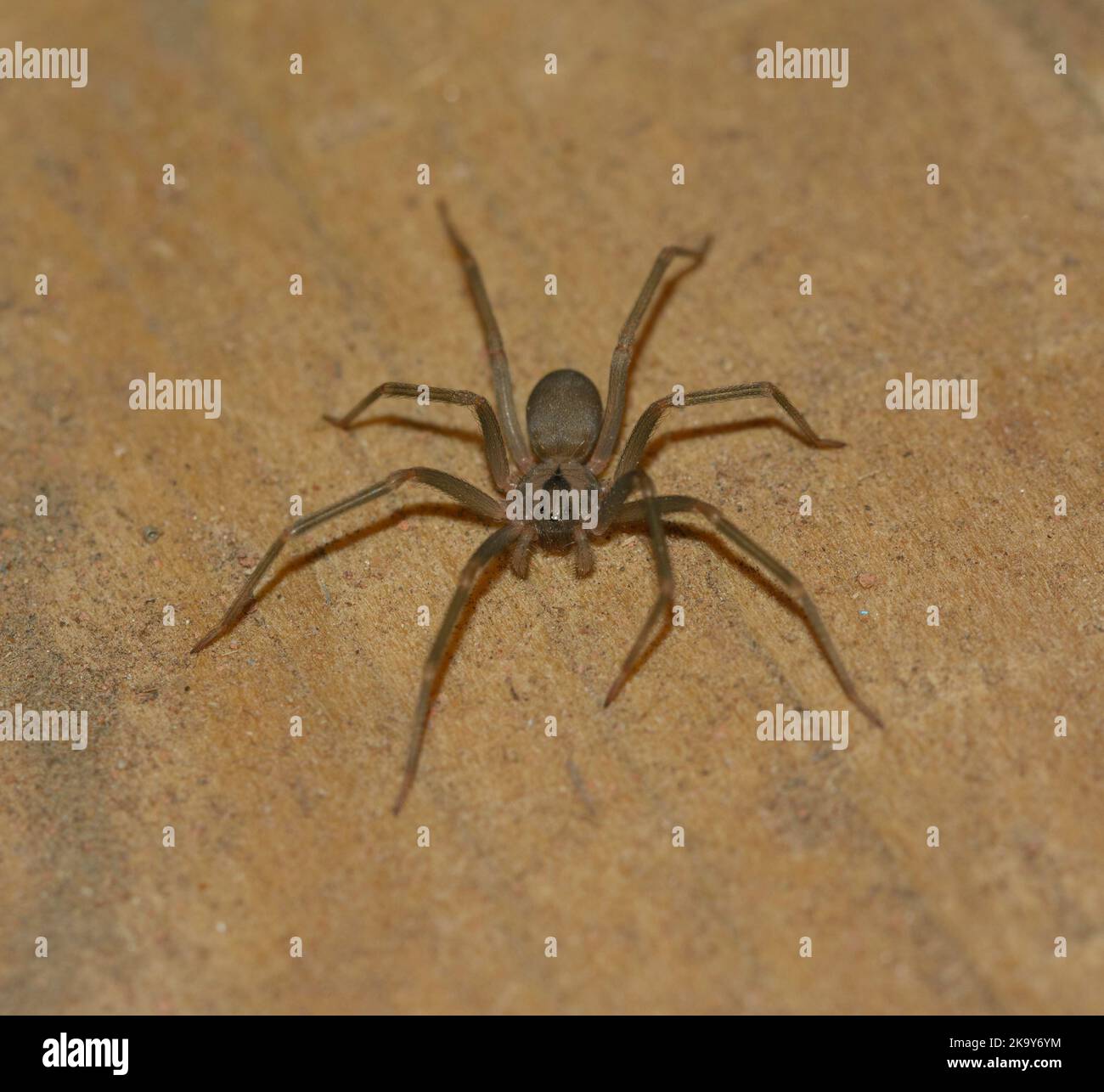 Araña reclusa marrón sobre madera de color claro, vista frontal Foto de stock
