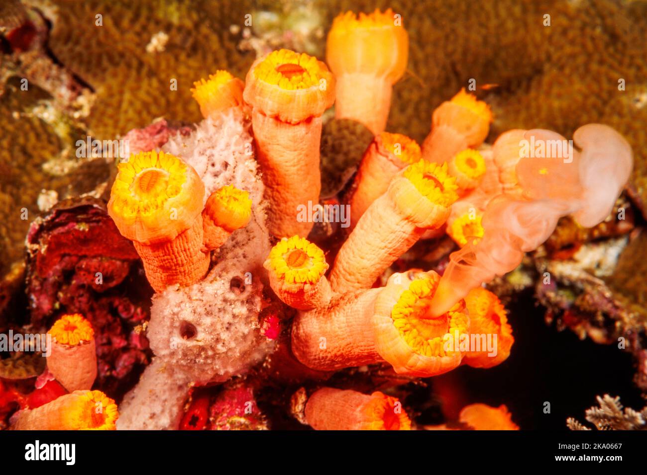 Una mirada al desove de coral de copa colonial, Tubastraea coccinea, liberando tanto los huevos como los espermatozoides en el océano abierto en la noche, Hawai. Foto de stock
