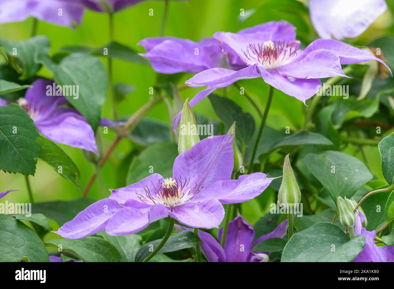 Clematis 'Elsa Spath', Clematis 'Blue Boy'. Flores tempranas, grandes, solas, color malva-azul Foto de stock
