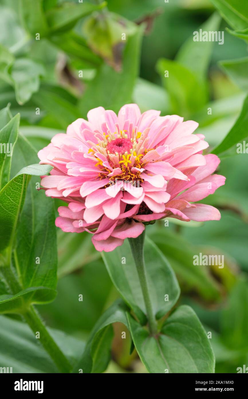 Zinnia elegans Super Yoga Rose (Super Yoga Series). Flores anuales caducifolios, grandes, rosadas con pétalos interiores envueltos de color amarillo-verde Foto de stock