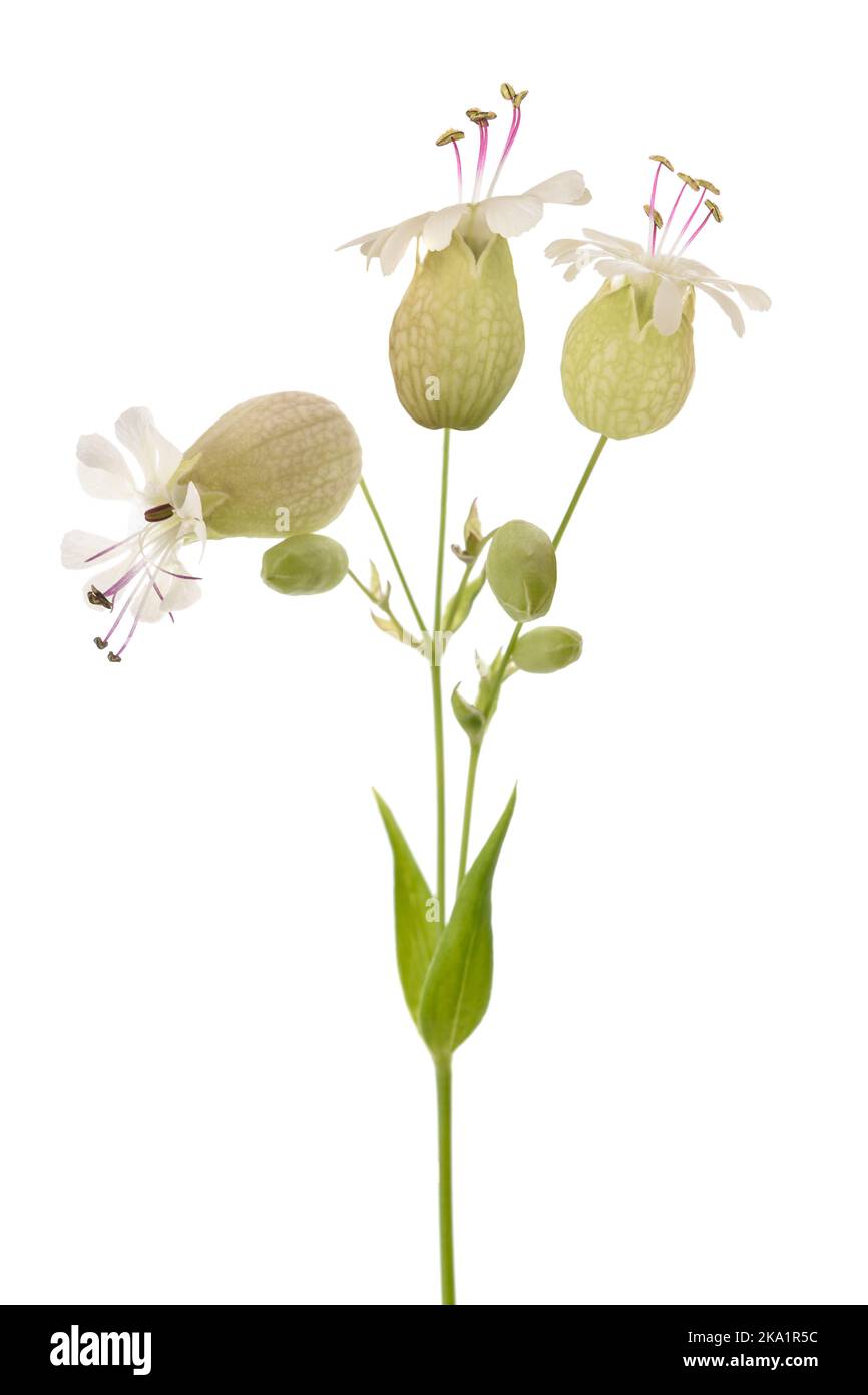 Vejiga campión flores aisladas sobre blanco Foto de stock