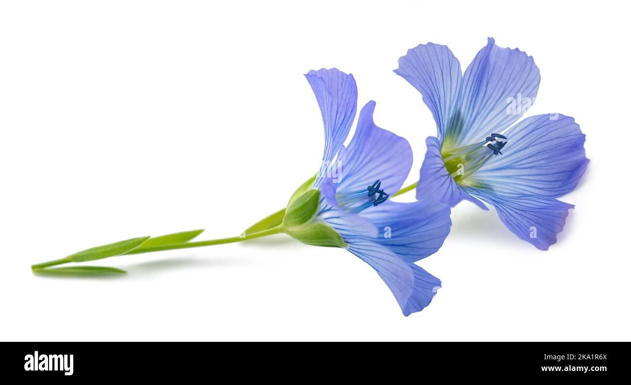 Azul Flax Flores aisladas sobre blanco Foto de stock