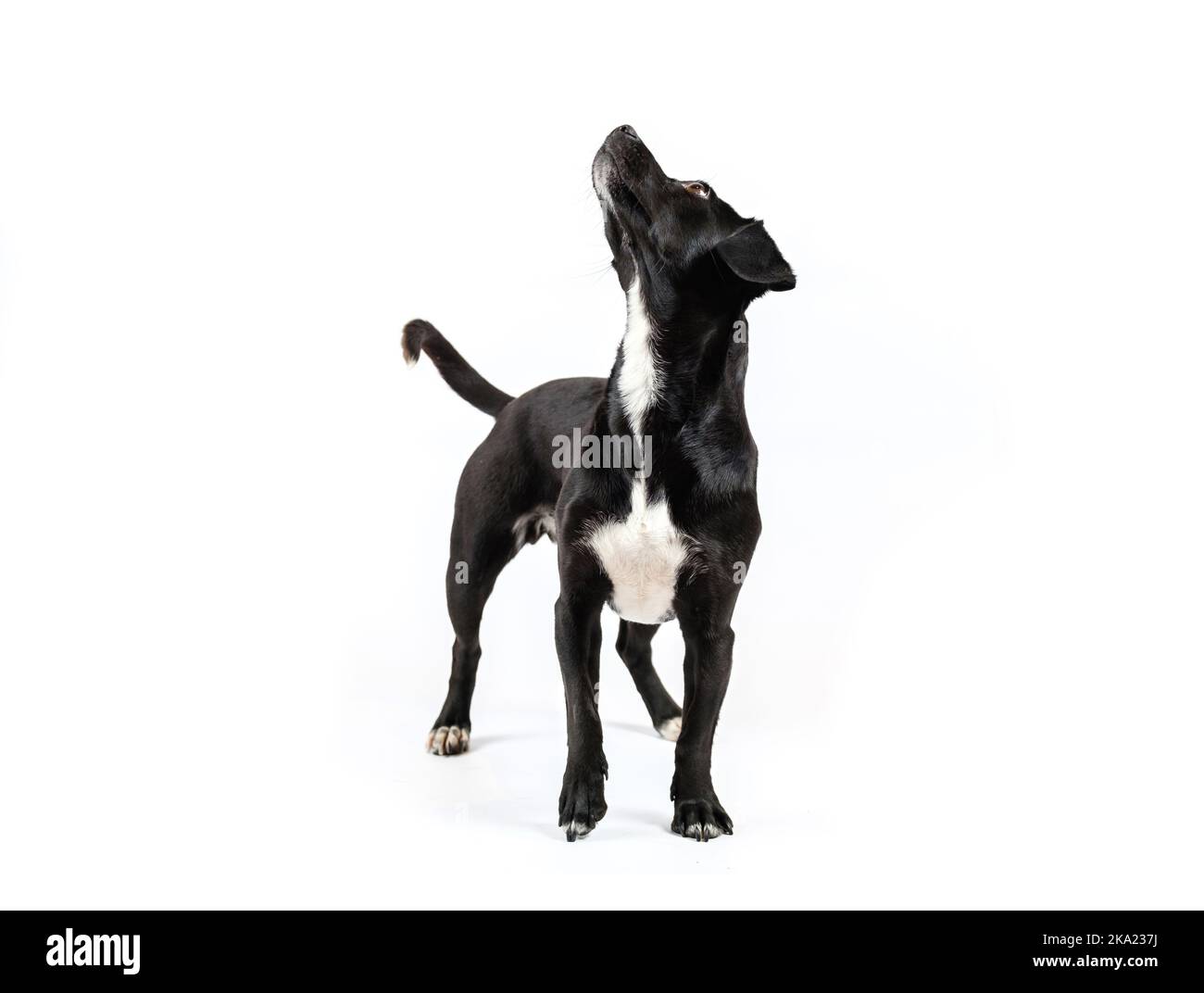 pequeño retrato de perro negro sin correa, canino de raza mixta con un curioso fondo blanco aislado Foto de stock