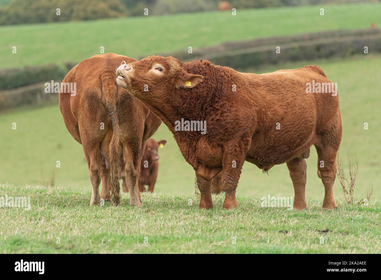 El toro de Devon del sur rugiendo y corriendo con vacas y terneros Foto de stock