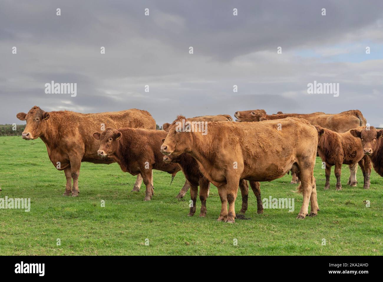 Rebaño de ganado Devon del Sur Foto de stock