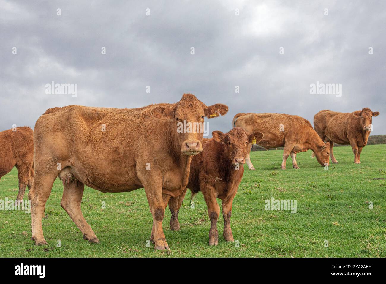 Rebaño de ganado Devon del Sur Foto de stock