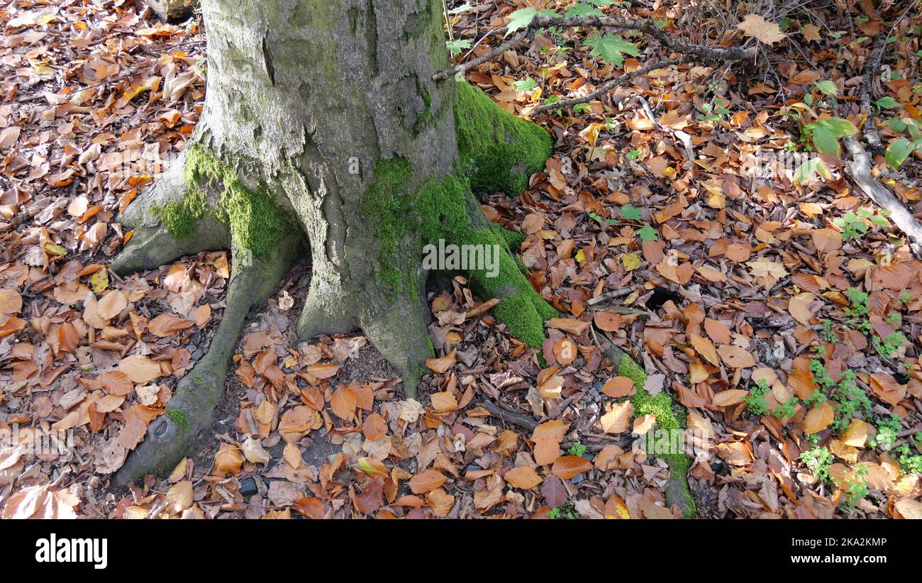 Otoño en el bosque. Hojas amarillas caídas sobre la tierra. Foto cálida con ánimo otoñal. Foto de stock