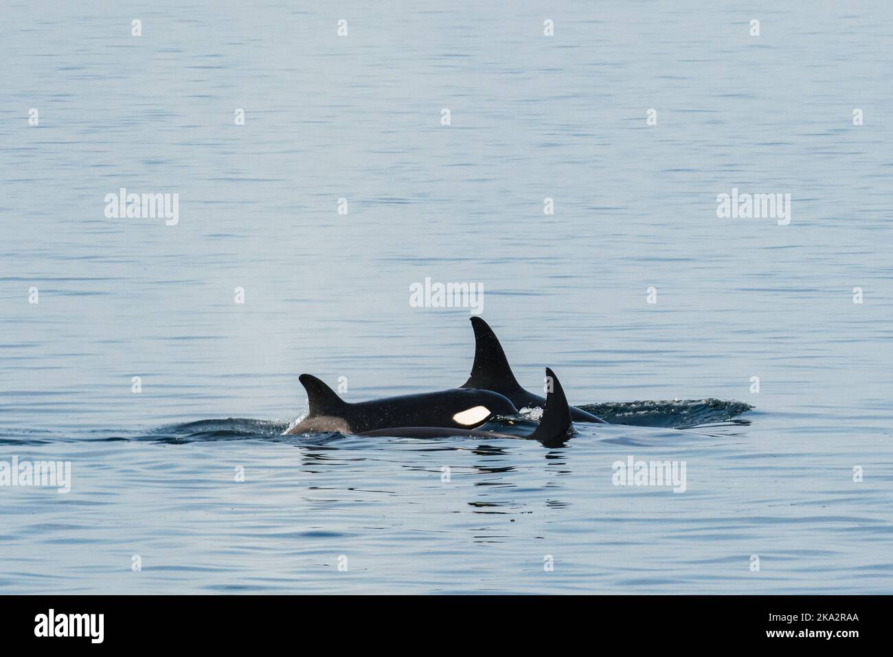 Ballenas negras nadando en océano
