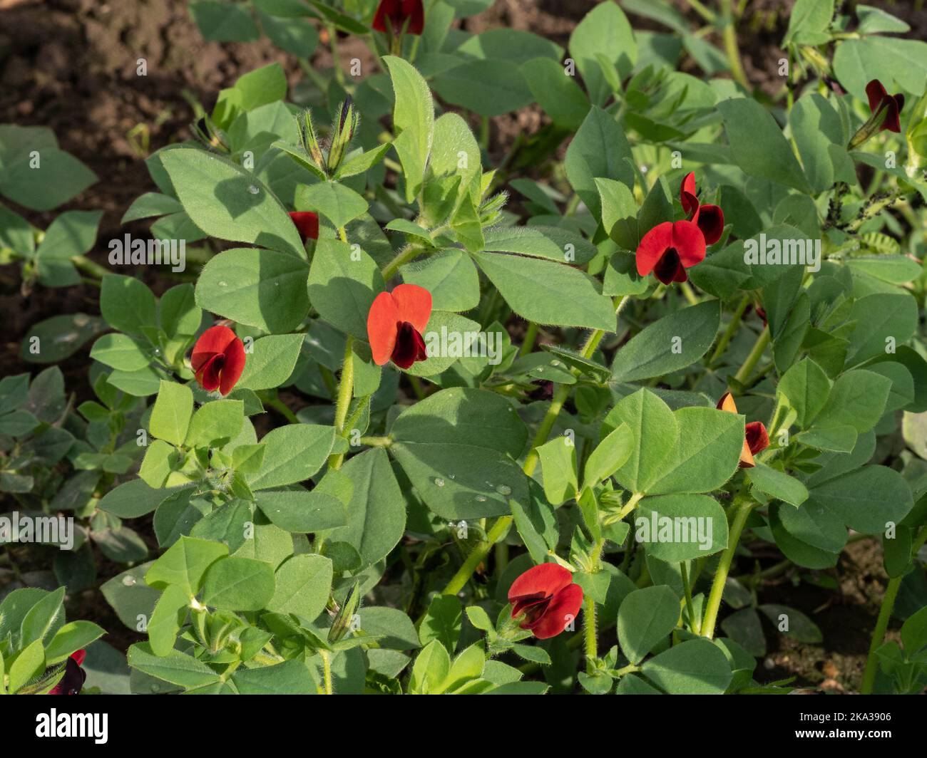 Las flores de color rojo brillante y granate del guisante de espárragos - tetragonolobus de loto Foto de stock
