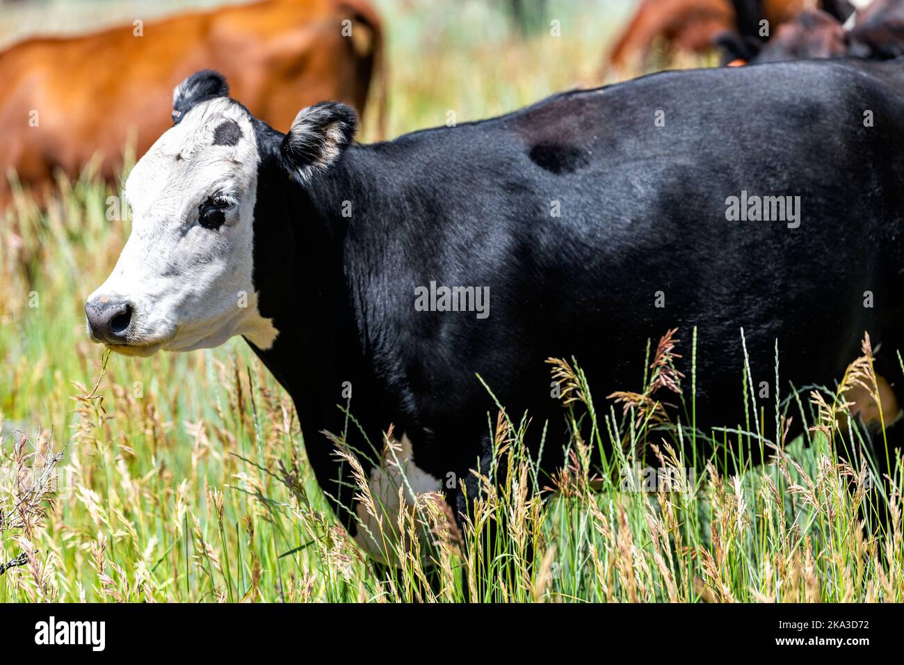Flaming Gorge parque en verano soleado en Utah con muchas vacas pastando de cerca en manada de pasto cerca del rancho con vaca angus blanca y negra Foto de stock