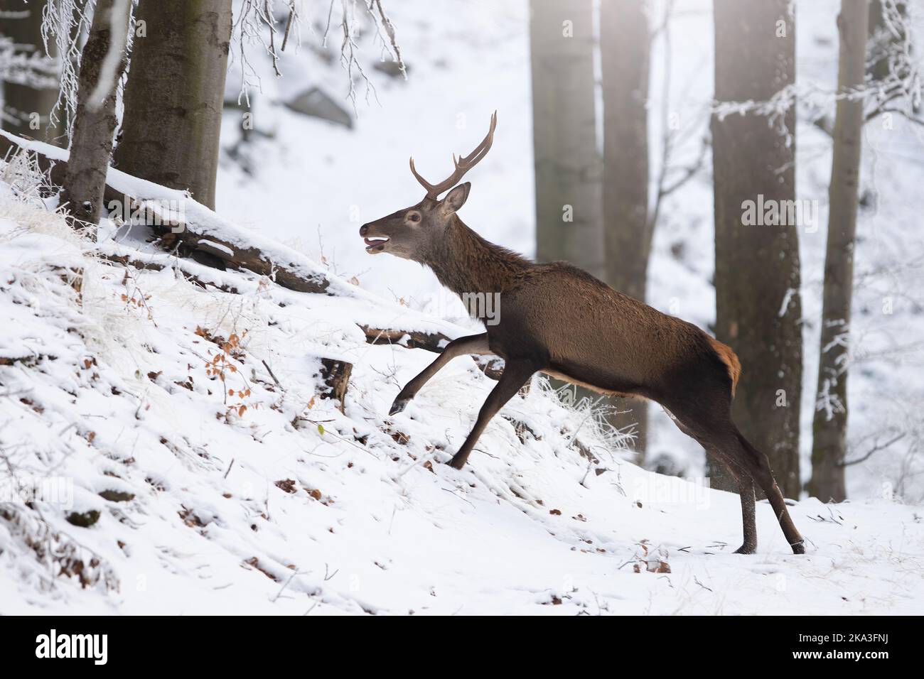 Ciervo rojo en movimiento en el bosque blanco en invierno Foto de stock