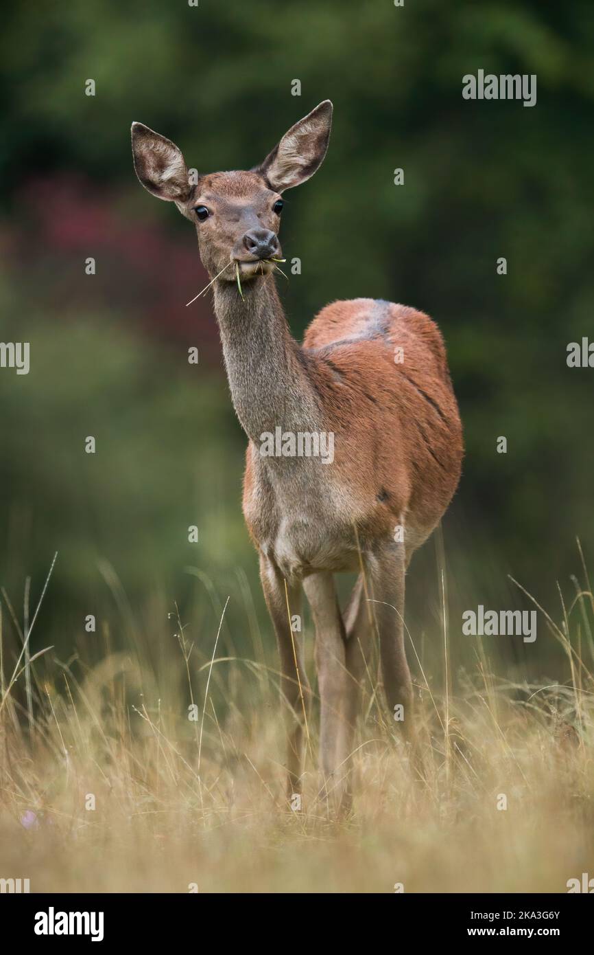 Ciervo rojo mirando en la hierba en otoño en tiro vertical Foto de stock
