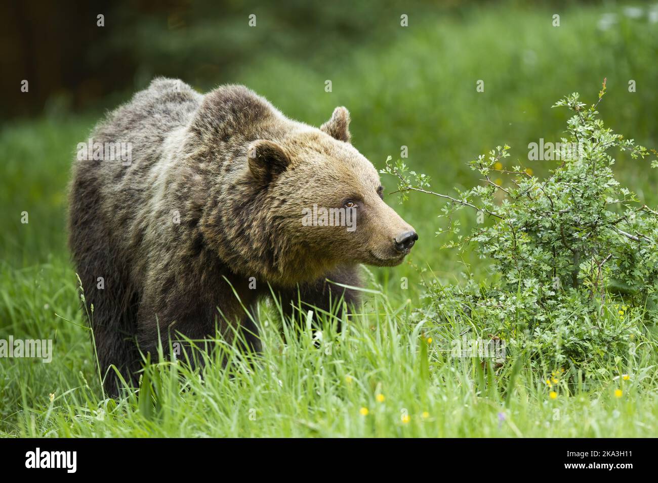 Gran oso marrón que camina sobre la hierba en la naturaleza del verano Foto de stock