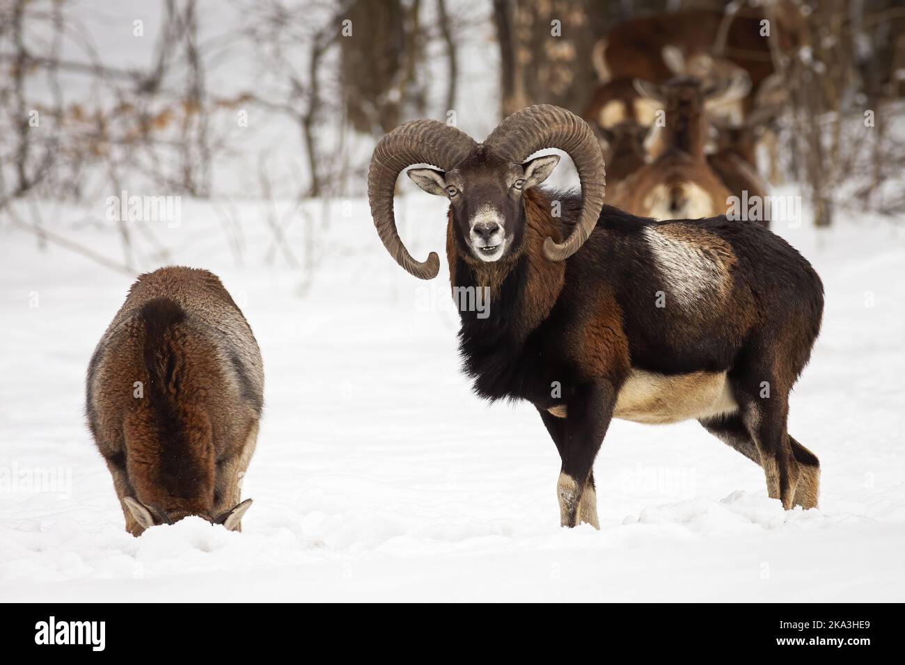 Dos muflones de pie sobre pradera nevada en la naturaleza invernal Foto de stock