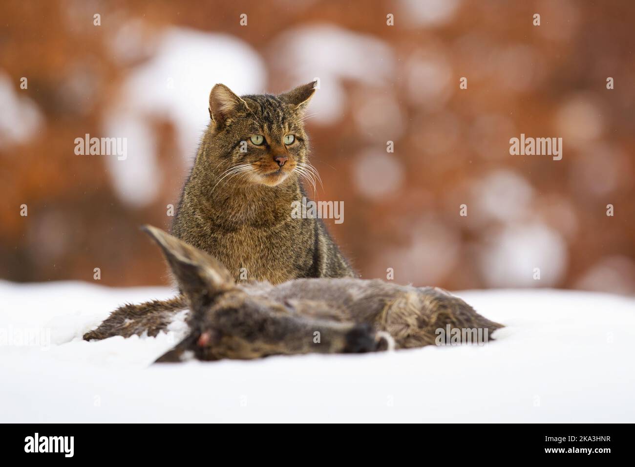 Gato salvaje Wuropean sentado junto a presa muerta en invierno Foto de stock