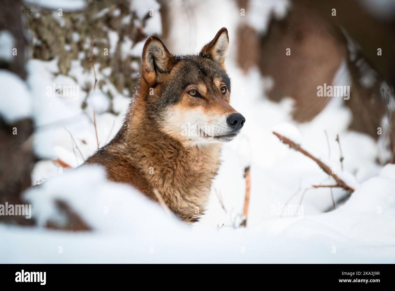 Lobo atento mirando en el ambiente de invierno en primer plano Foto de stock
