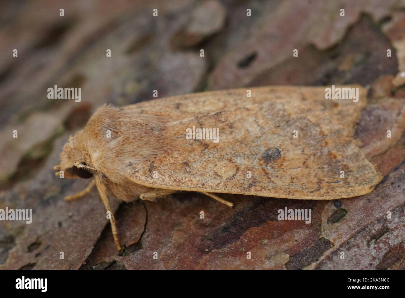 Detalle de la polilla del lechón de ladrillo, Agrochola circellaris en