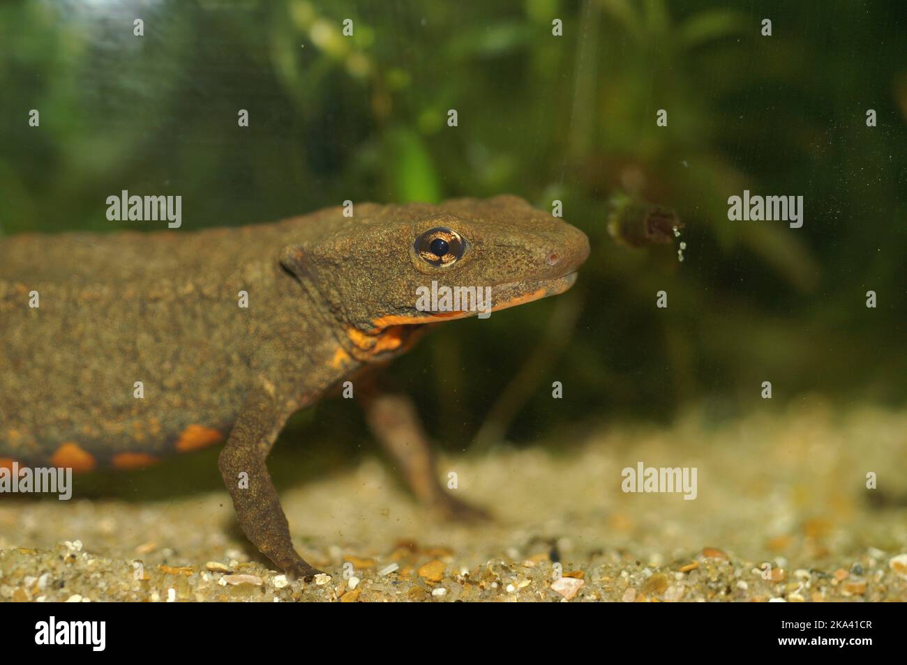 Primer plano detallado de una hembra acuática del asiático en peligro de extinción, Hongkong warty newt , Paramesotriton hongkongensis Foto de stock