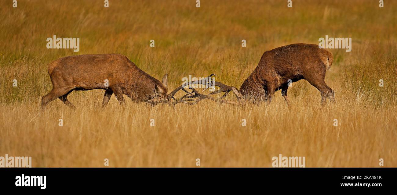 Ciervos rojos en Richmond Park capturados durante la temporada de formación de surcos Foto de stock