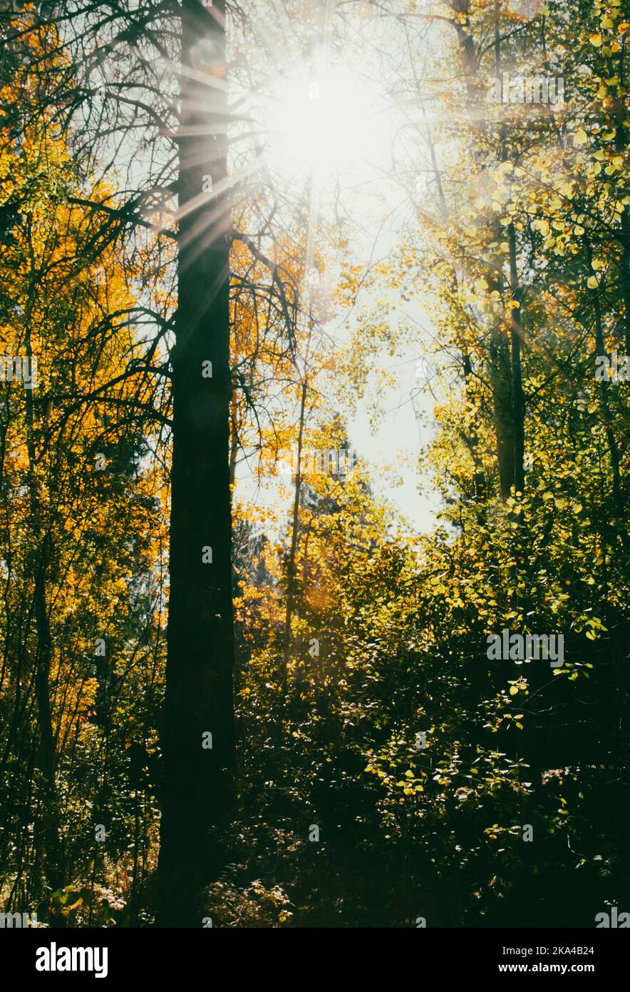 Sunburst sobre un tranquilo bosque amarillo en Oregon. Foto de stock