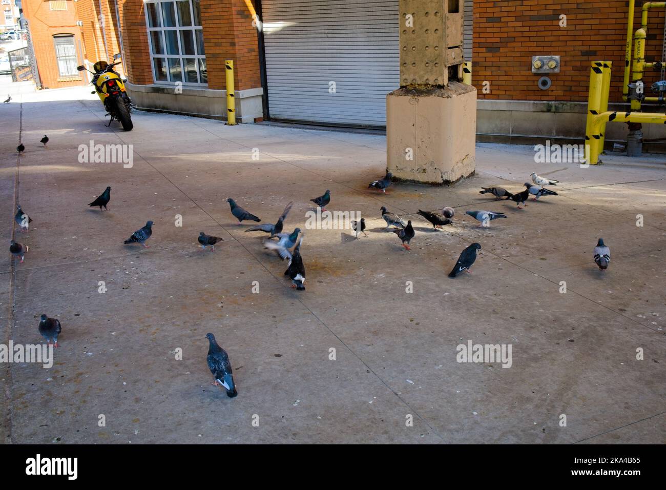 Nueva York, NY, EE.UU. - 31 de octubre de 2022: Un grupo de palomas alimentándose en la acera bajo el Queensboro Bridge en Manhattan cerca de E 60th St Foto de stock