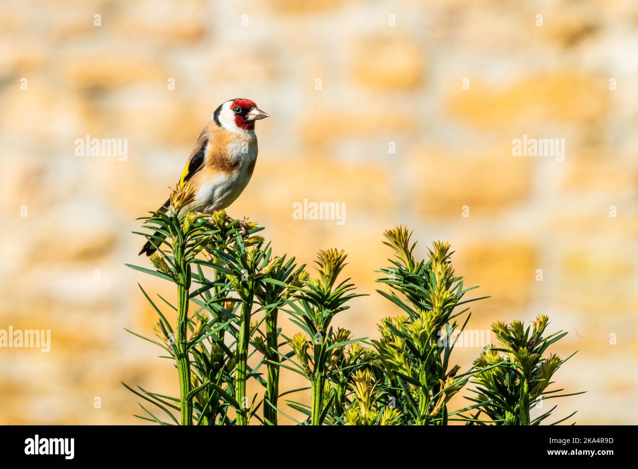Goldfinch europeo encaramado en lo alto de Yew Tree Foto de stock