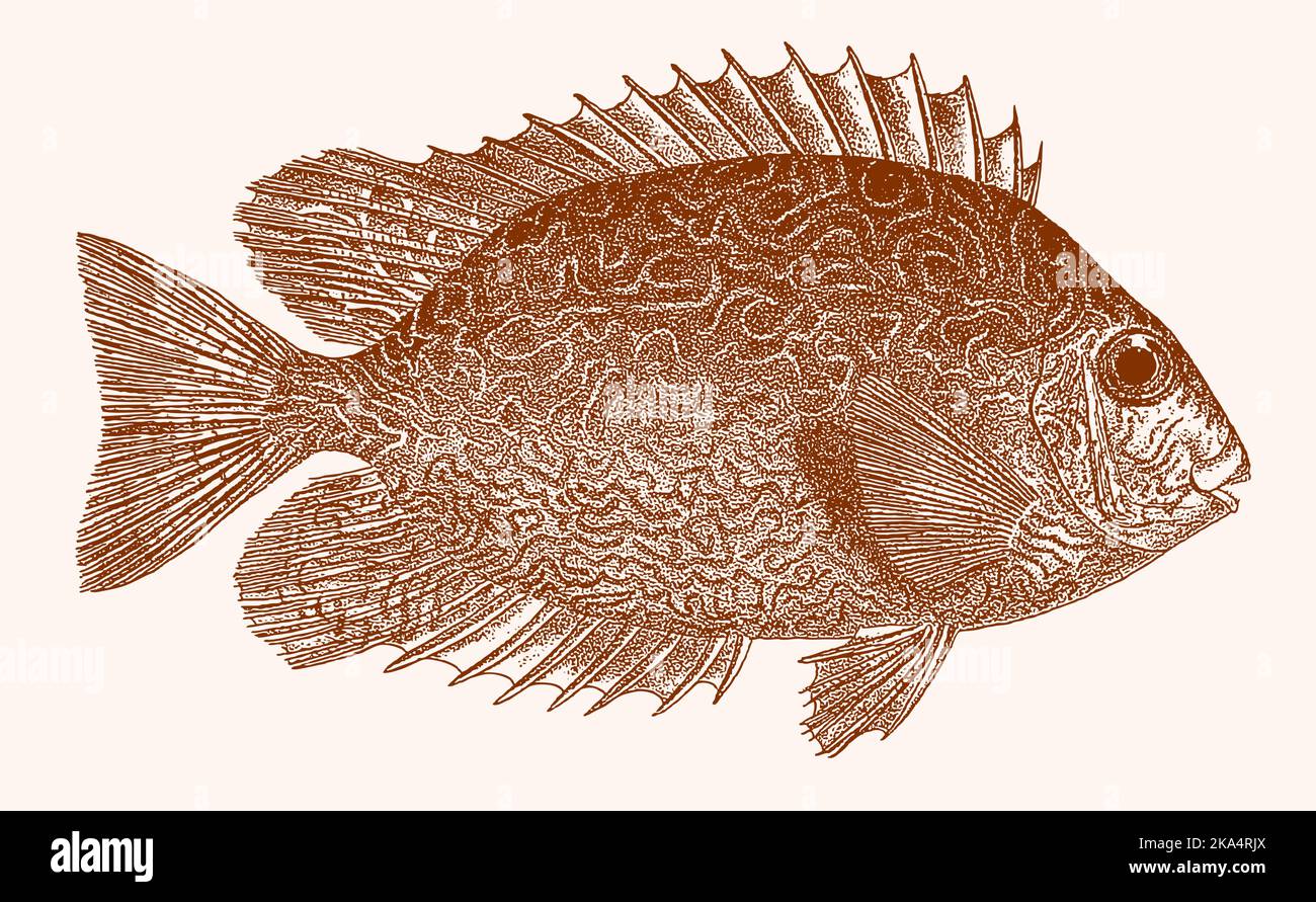 Vermiculated spinefoot siganus vermiculatus, peces marinos tropicales en vista lateral Ilustración del Vector